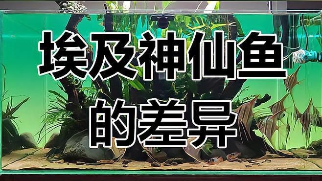 秘魯和埃及神仙魚(yú)的區(qū)別【養(yǎng)魚(yú)如何正確分辨出秘魯和埃及神仙魚(yú)的差別】