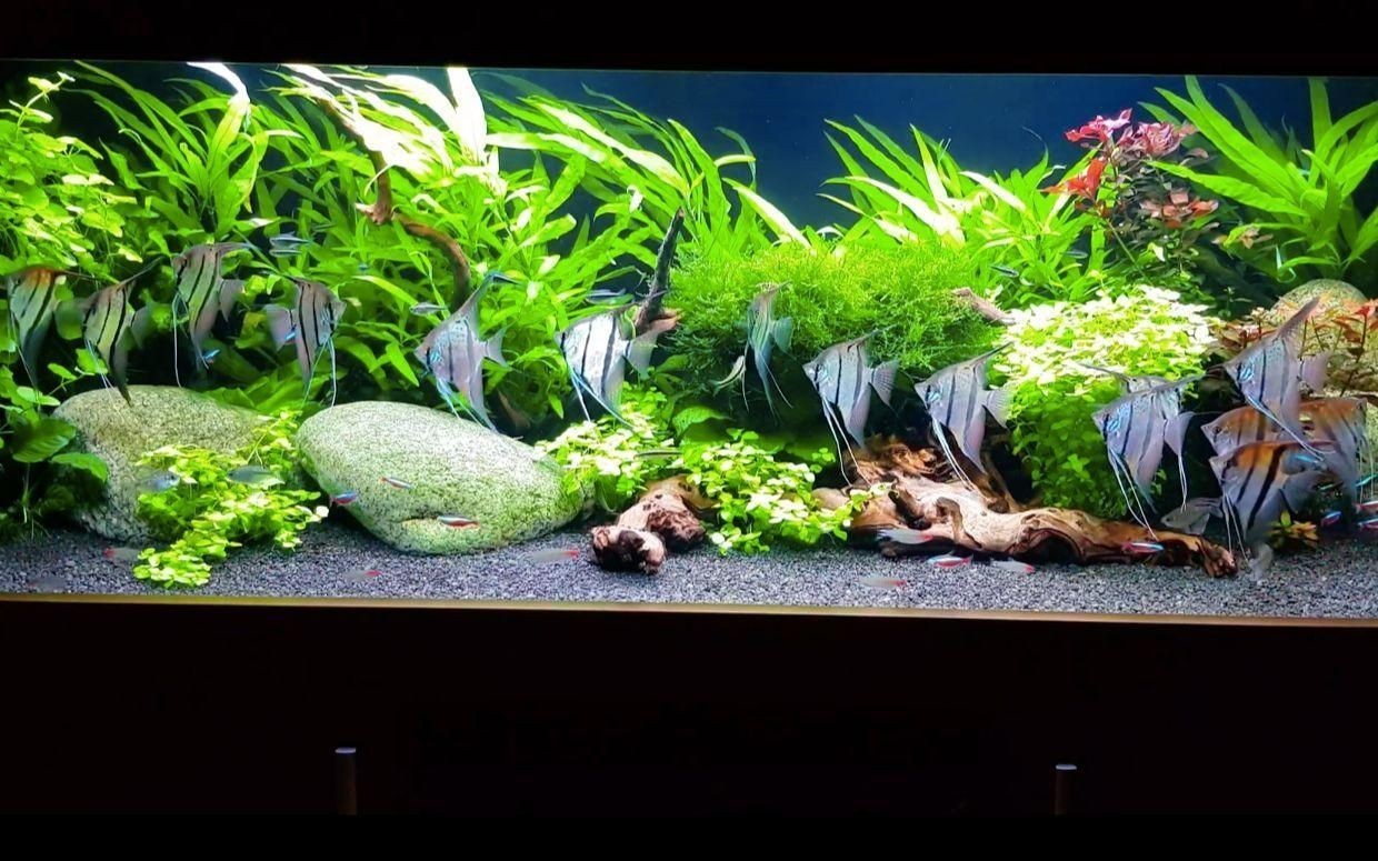 秘魯和埃及神仙魚(yú)的區(qū)別【養(yǎng)魚(yú)如何正確分辨出秘魯和埃及神仙魚(yú)的差別】