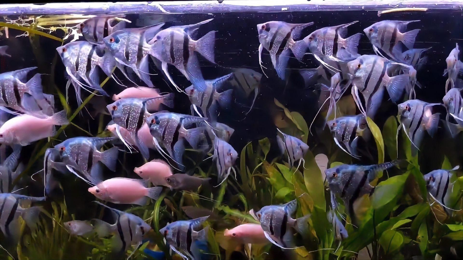 秘魯和埃及神仙魚(yú)的區(qū)別【養(yǎng)魚(yú)如何正確分辨出秘魯和埃及神仙魚(yú)的差別】