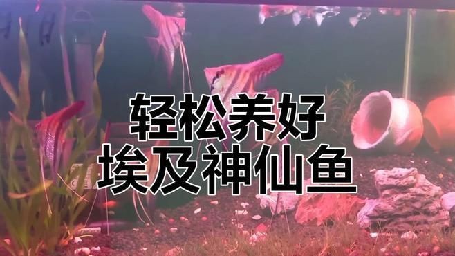 秘魯和埃及神仙魚(yú)的區(qū)別【養(yǎng)魚(yú)如何正確分辨出秘魯和埃及神仙魚(yú)的差別】