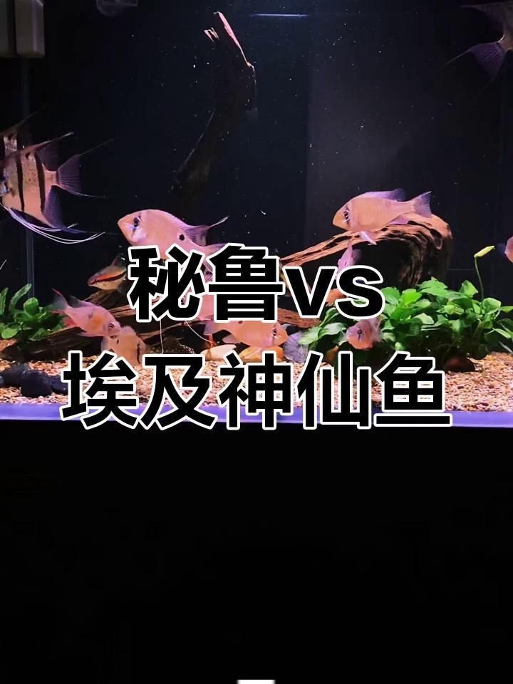 秘魯和埃及神仙魚(yú)的區(qū)別【養(yǎng)魚(yú)如何正確分辨出秘魯和埃及神仙魚(yú)的差別】