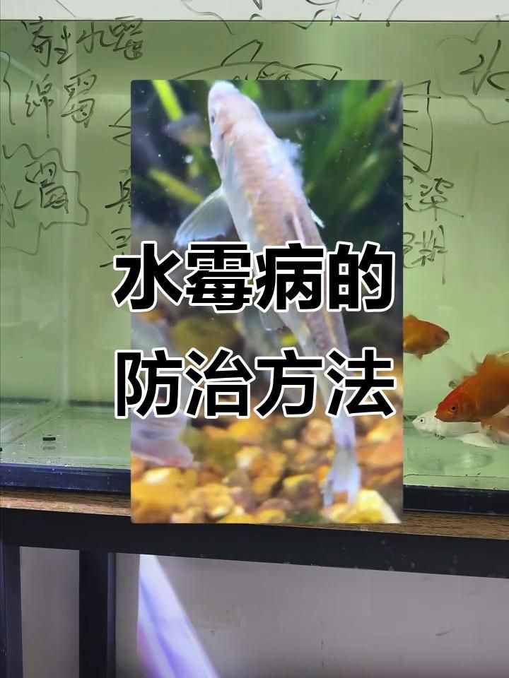如何判斷魚缸是否感染真菌？【如何判斷魚缸是否感染真菌】