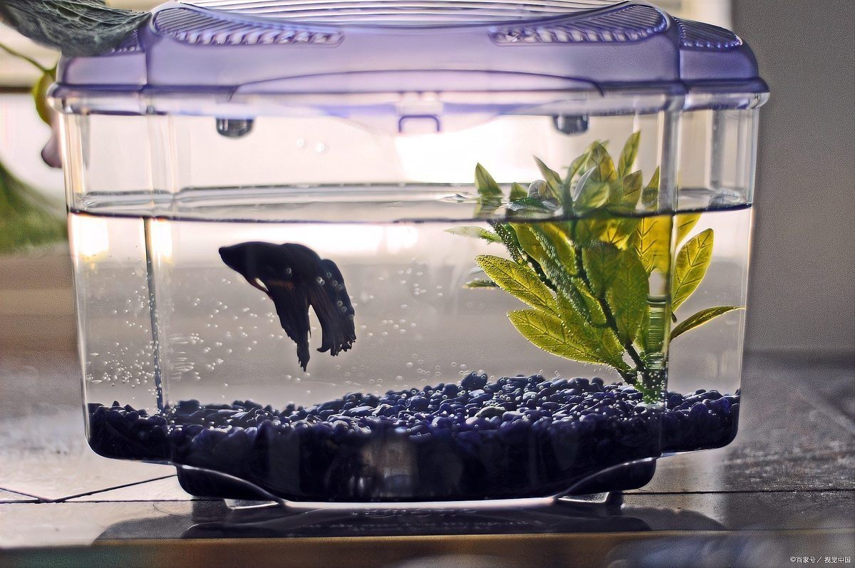死過(guò)魚(yú)的魚(yú)缸消毒用什么最好【影視奇事，魚(yú)缸消毒殺菌用什么藥好】