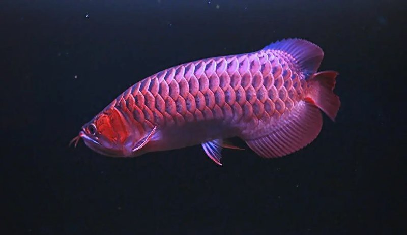 鯰魚公母對照圖片【《鯰魚公母對照圖片摘要》】
