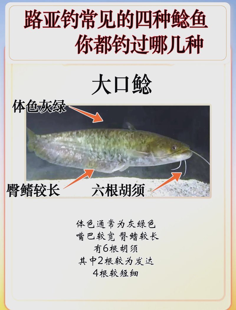 鯰魚公母對照圖片【《鯰魚公母對照圖片摘要》】