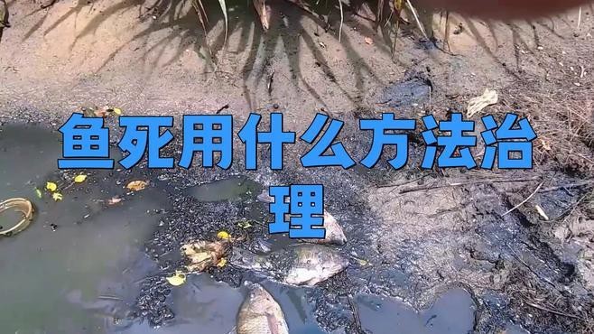 龍魚(yú)死亡后如何妥善處理？【景途漫游者魚(yú)死了怎么處理景途漫游者魚(yú)死用什么方法治理】