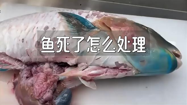龍魚(yú)死亡后如何妥善處理？【景途漫游者魚(yú)死了怎么處理景途漫游者魚(yú)死用什么方法治理】
