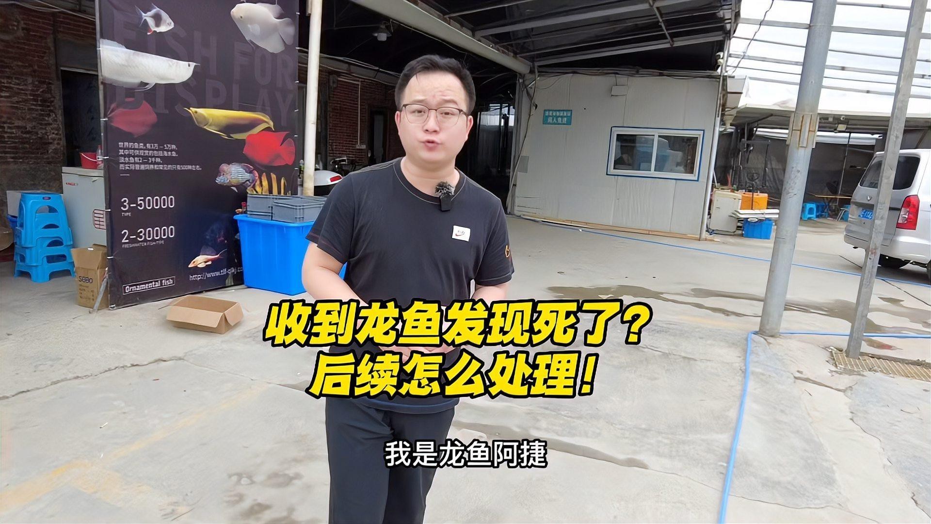 龍魚(yú)死亡后如何妥善處理？【景途漫游者魚(yú)死了怎么處理景途漫游者魚(yú)死用什么方法治理】
