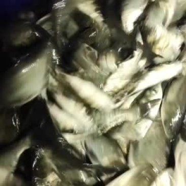 鯽魚3至5倆多少一斤【鯽魚3至5兩規(guī)格有哪些品種如何挑選新鮮的3至5兩鯽魚】