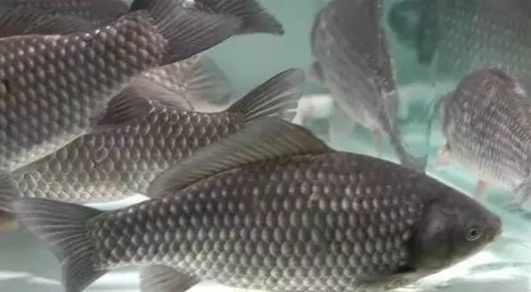 鯽魚3至5倆多少一斤【鯽魚3至5兩規(guī)格有哪些品種如何挑選新鮮的3至5兩鯽魚】
