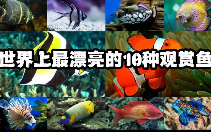 十大最漂亮的觀賞魚【十大最漂亮的觀賞魚推薦，錦鯉金魚小磊說魚】