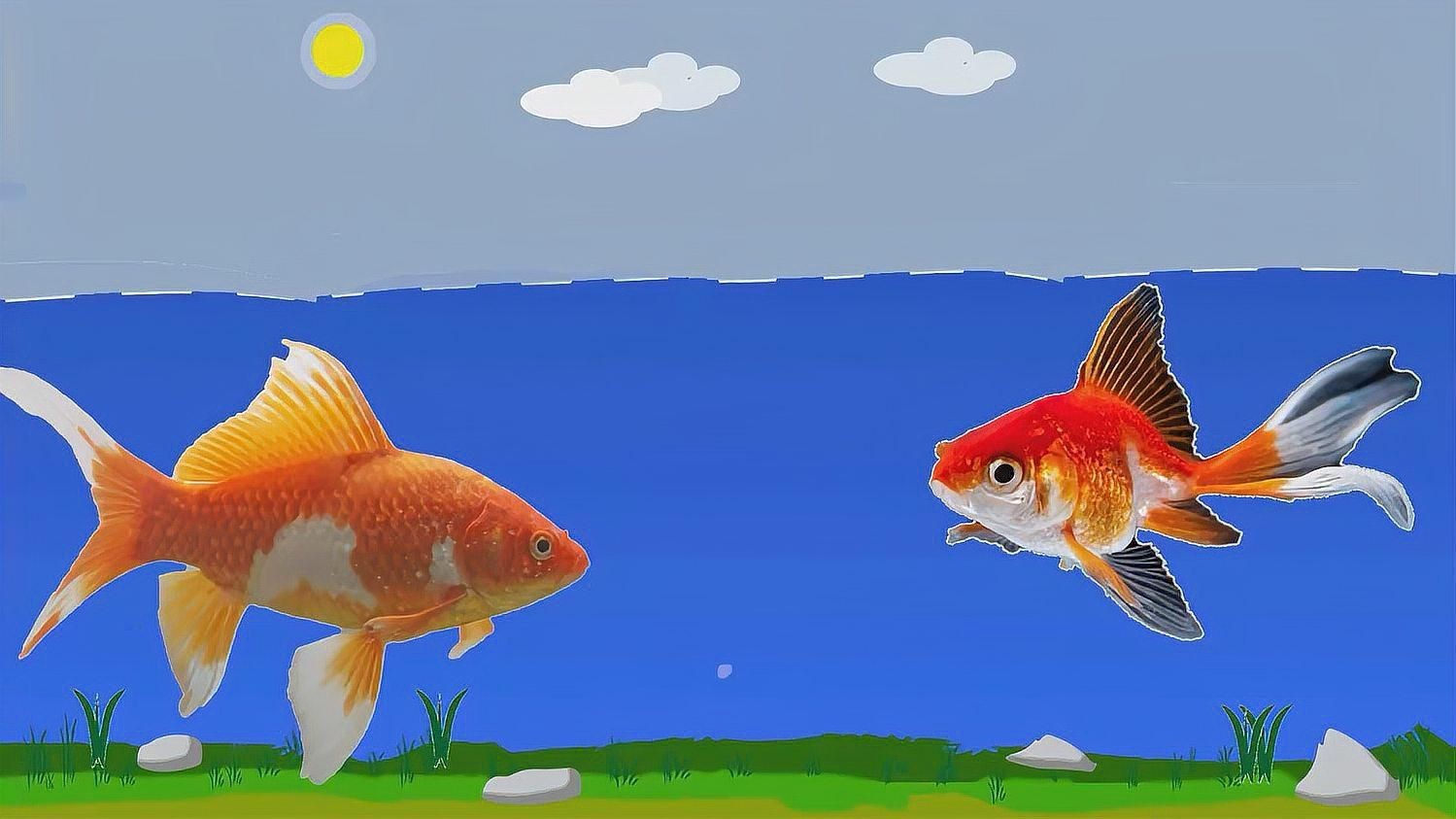 十大最漂亮的觀賞魚【十大最漂亮的觀賞魚推薦，錦鯉金魚小磊說魚】