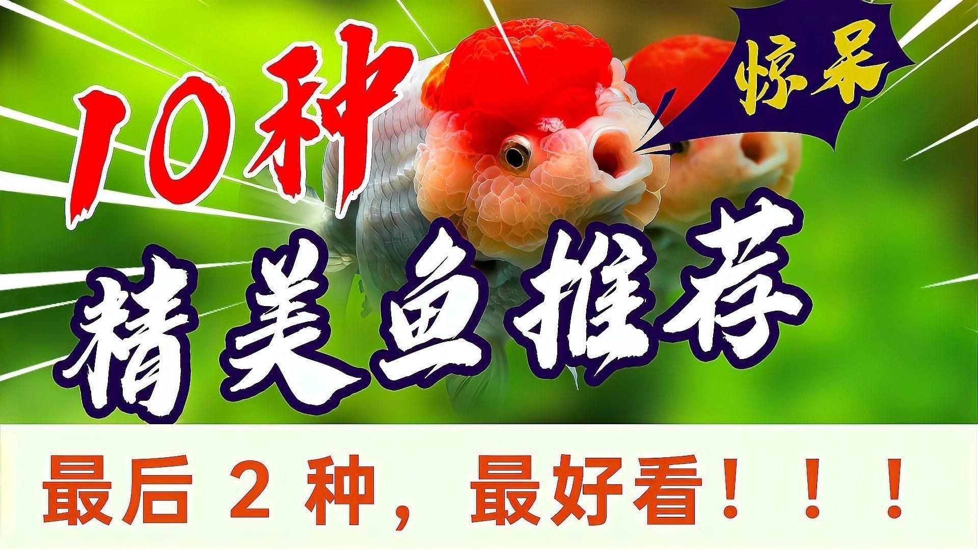 十大最漂亮的觀賞魚【十大最漂亮的觀賞魚推薦，錦鯉金魚小磊說魚】