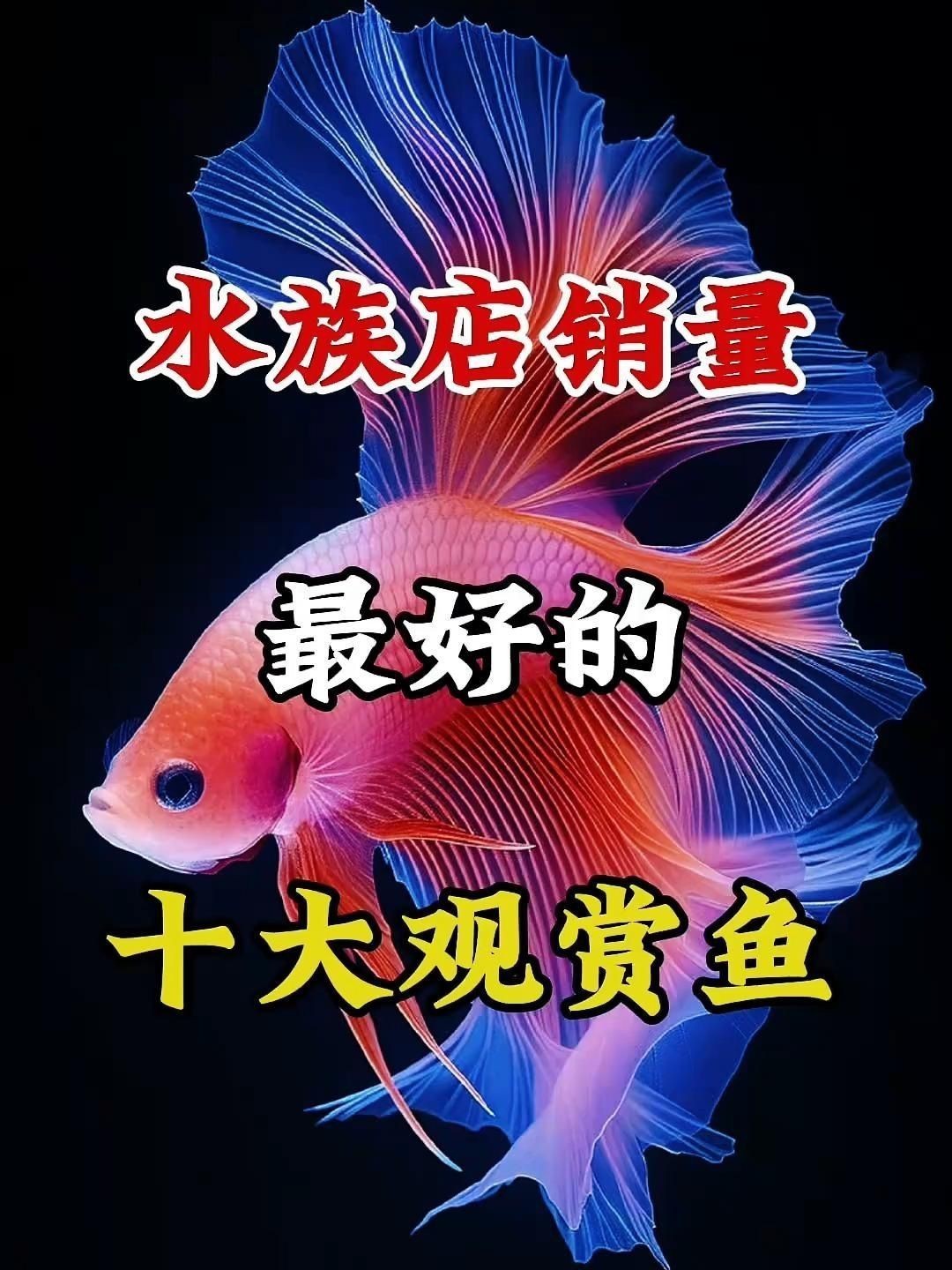 十大最漂亮的觀賞魚【十大最漂亮的觀賞魚推薦，錦鯉金魚小磊說魚】