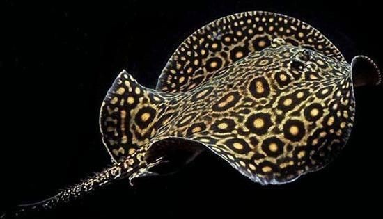 魟魚餓了看哪里