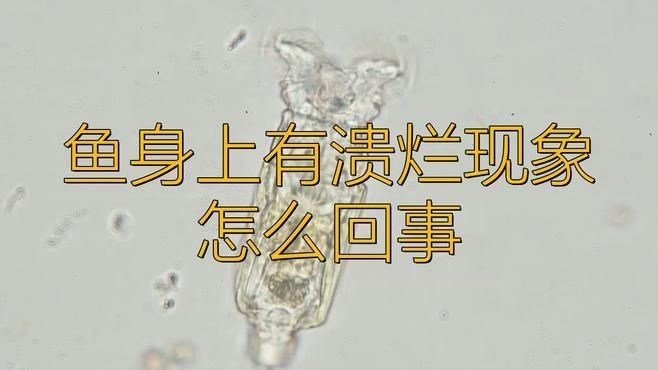 如何預防魚爛身病的再次發生？【冬季魚塘紅頭爛身原因及防治方法全民小視頻全民小視頻】