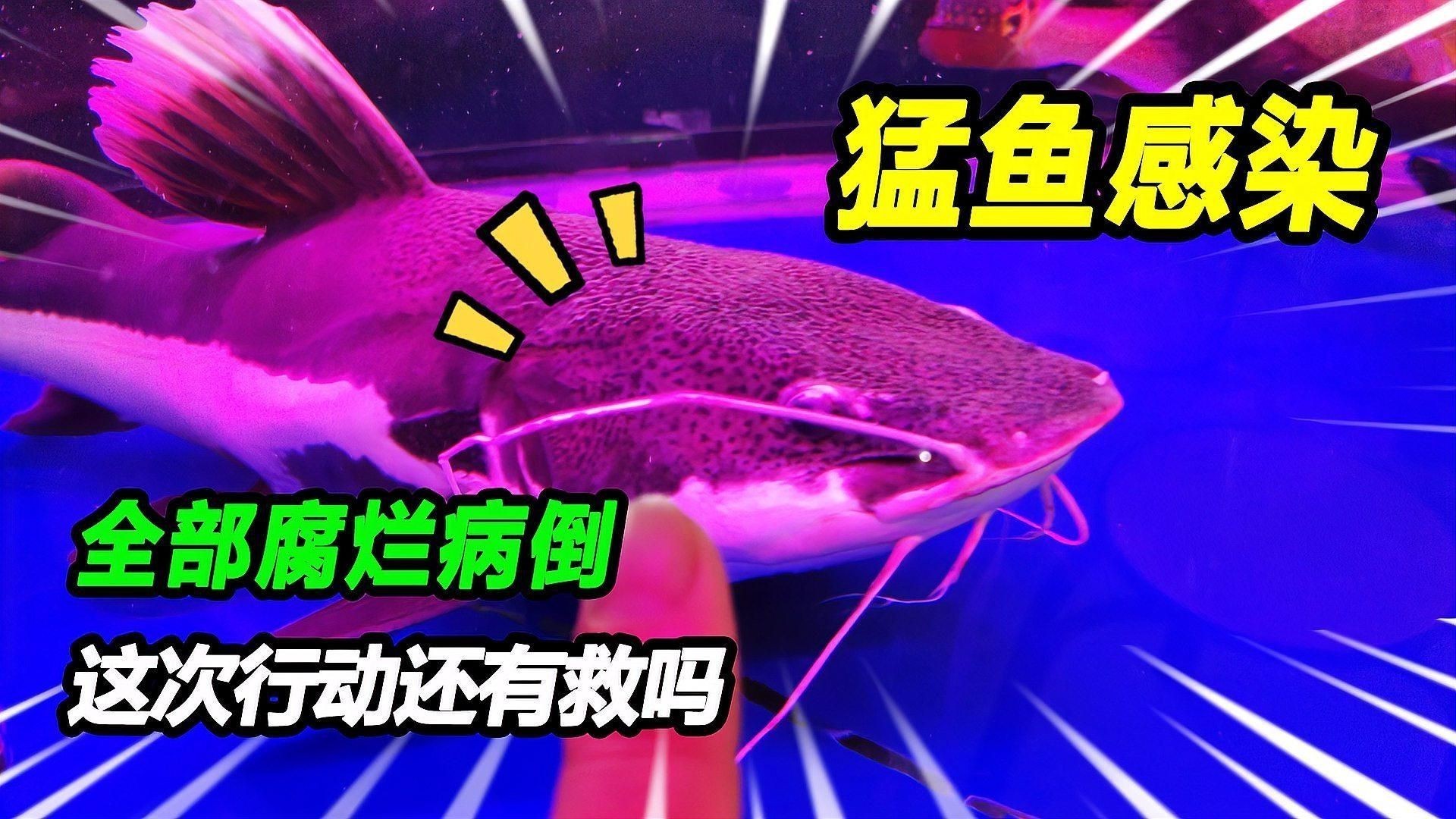 如何預防魚爛身病的再次發生？【冬季魚塘紅頭爛身原因及防治方法全民小視頻全民小視頻】