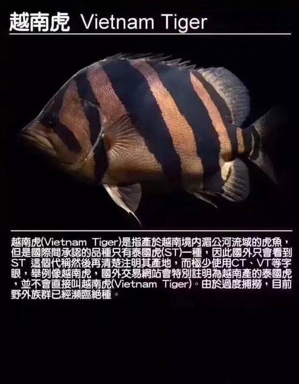 虎魚品種介紹圖【虎魚品種介紹】
