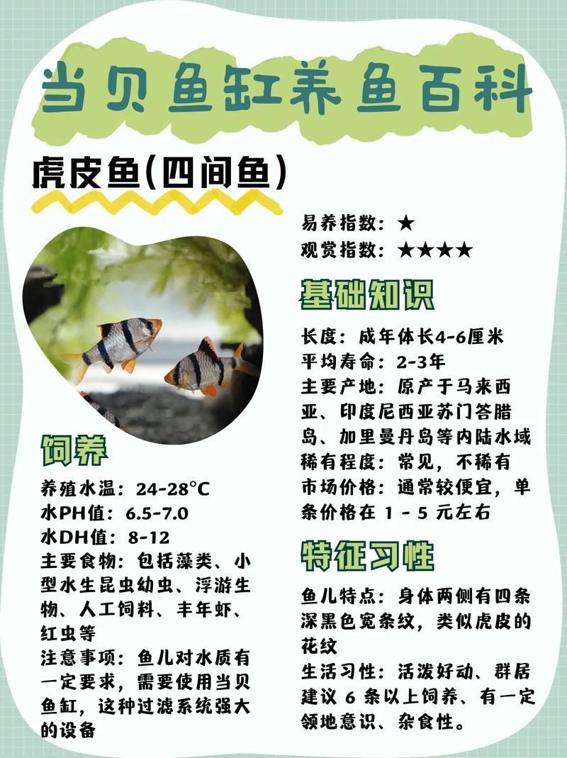 虎魚品種介紹圖【虎魚品種介紹】
