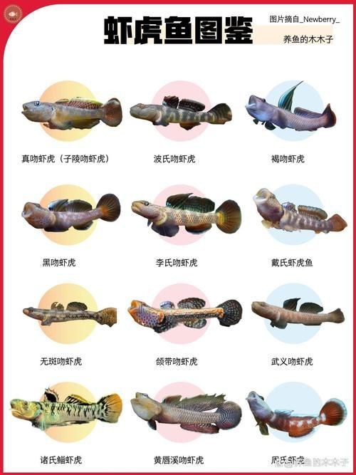 虎魚品種介紹圖【虎魚品種介紹】