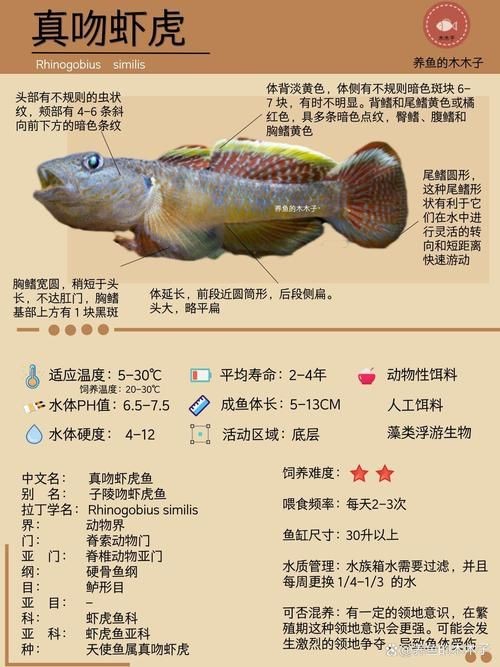 虎魚品種介紹圖【虎魚品種介紹】