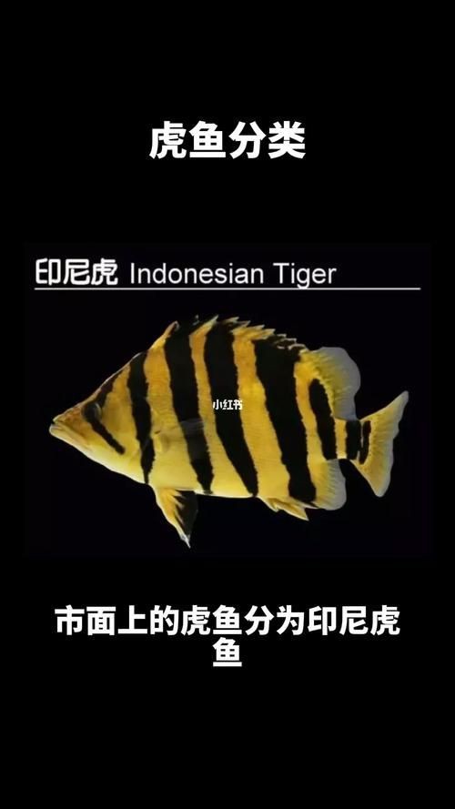 虎魚品種介紹圖【虎魚品種介紹】