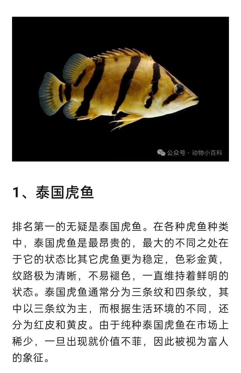虎魚品種介紹圖【虎魚品種介紹】