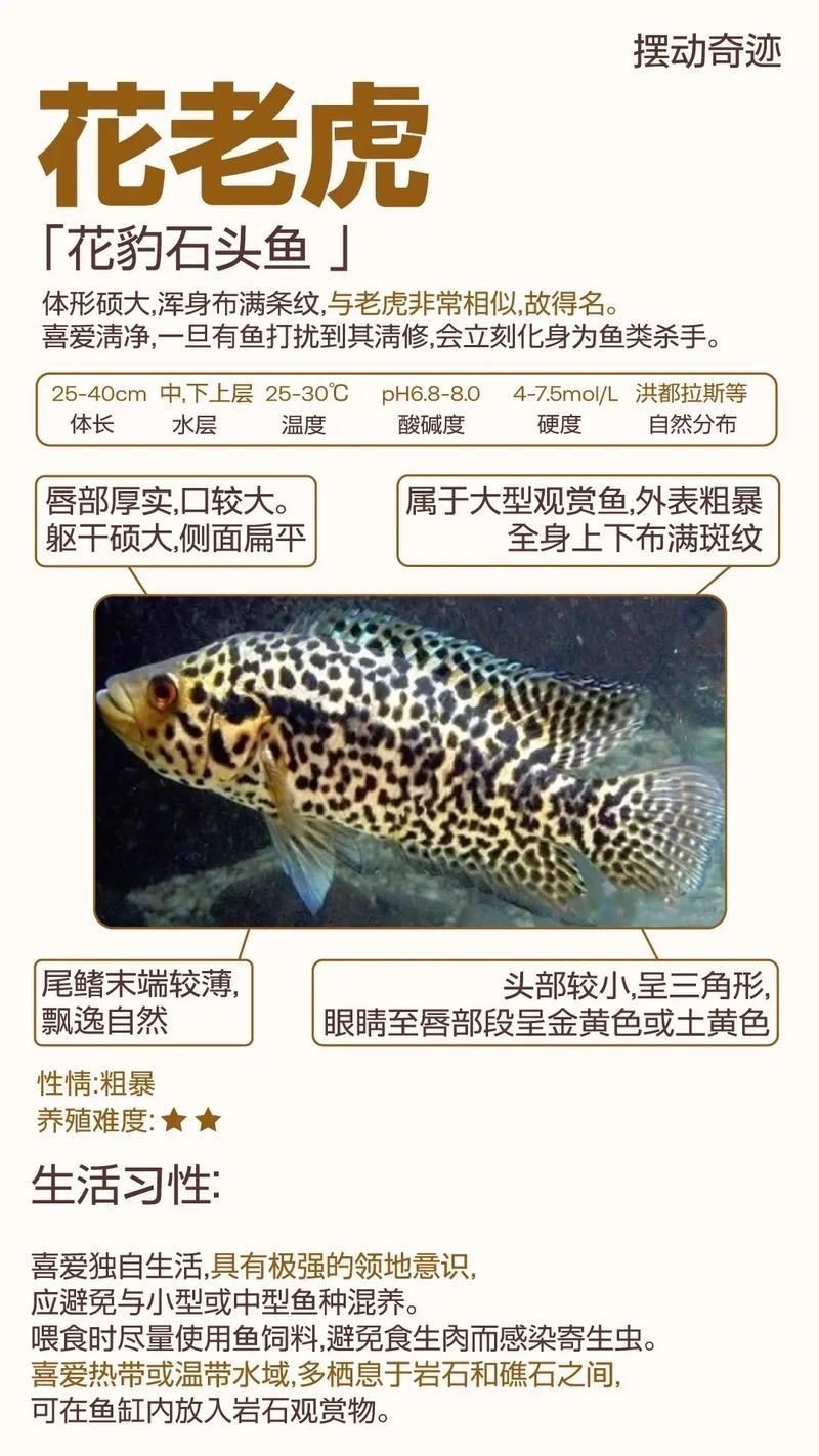 虎魚品種介紹圖【虎魚品種介紹】