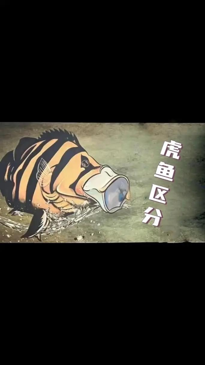 虎魚品種介紹圖【虎魚品種介紹】