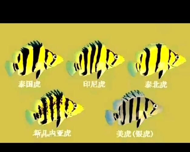 虎魚品種介紹圖【虎魚品種介紹】
