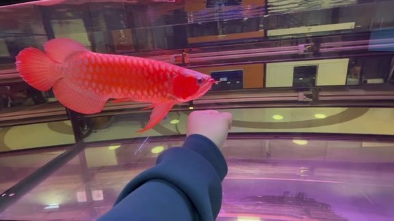 龍魚之巔解說最新消息今天【《龍魚之巔解說最新消息》】