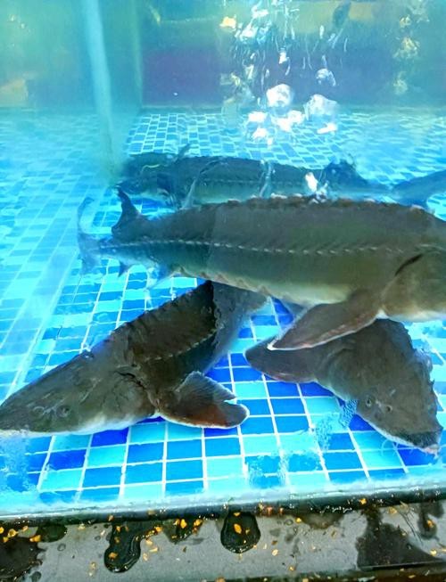 鱘龍魚照片【《鱘龍魚照片背后的神秘與魅力》】