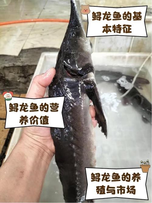 鱘龍魚照片【《鱘龍魚照片背后的神秘與魅力》】