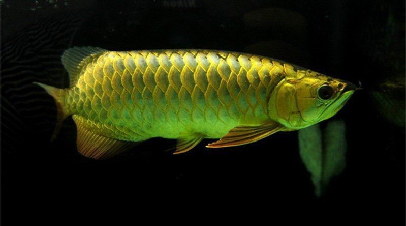 龍魚黑鱗最怎么急救【龍魚鱗片發黑怎么辦】