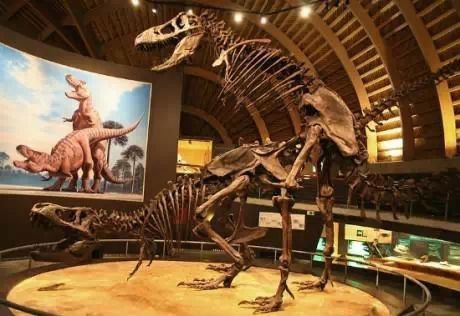 龍有兩根繁殖器么【探索龍繁殖方式的多種可能性】