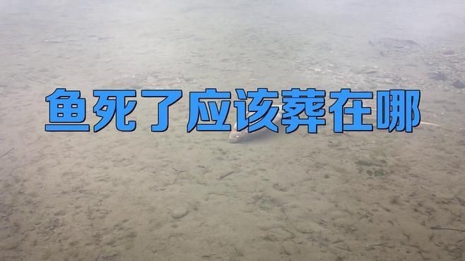 紅龍魚死了埋在哪里最好【紅龍魚死了該扔還是埋3大處理誤區(qū)+正確處理】