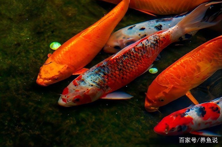 紅龍魚死了埋在哪里最好【紅龍魚死了該扔還是埋3大處理誤區+正確處理】