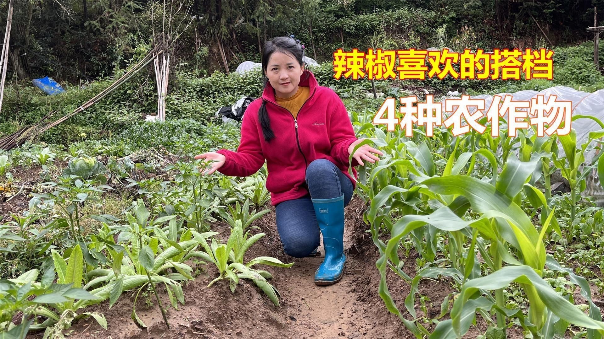 辣椒和誰種在一起好【辣椒與什么種在一起好】