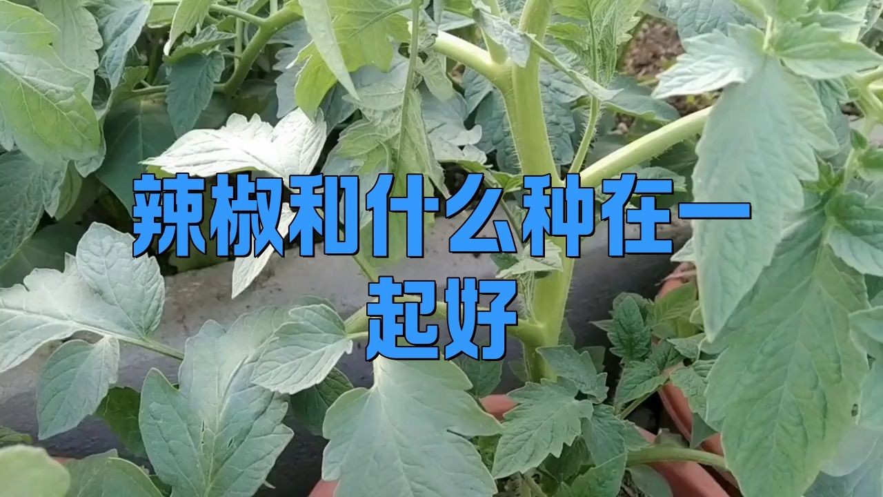 辣椒和誰種在一起好【辣椒與什么種在一起好】