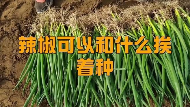 辣椒和誰種在一起好【辣椒與什么種在一起好】