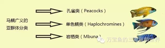 馬拉莫寶石能和埃及混養嗎【馬拉莫寶石魚和埃及神仙魚不建議混養】 馬拉莫寶石能和埃及混養嗎【馬拉莫寶石魚和埃及神仙魚不建議混養】 龍魚百科 第6張