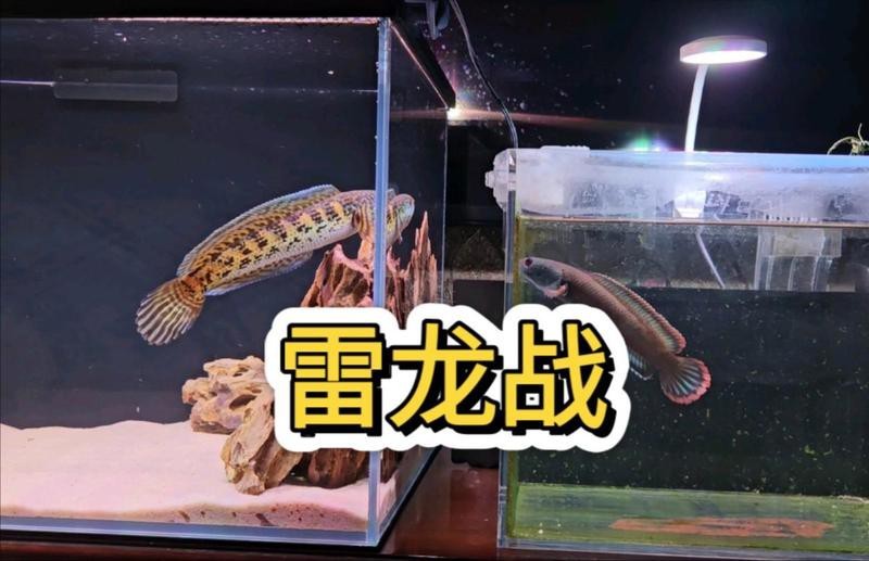 雷龍魚趴缸會自愈嗎【雷龍魚趴缸不一定會自愈**】