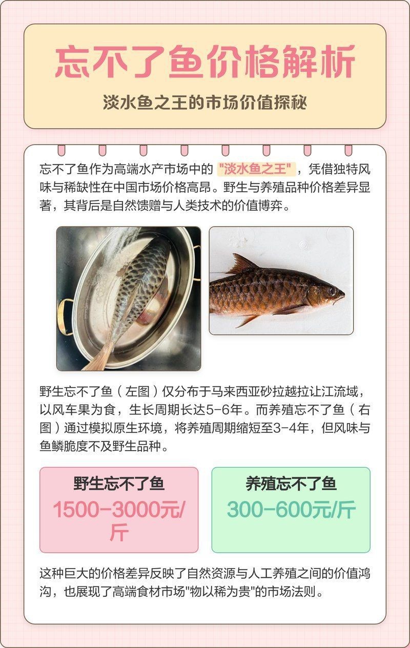 馬來(lái)忘不了魚(yú)價(jià)格表【《馬來(lái)忘不了魚(yú)價(jià)格表》】