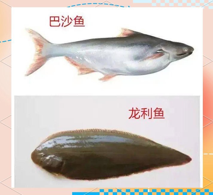 多利魚和巴沙魚區(qū)別【多利魚與巴沙魚的區(qū)別】