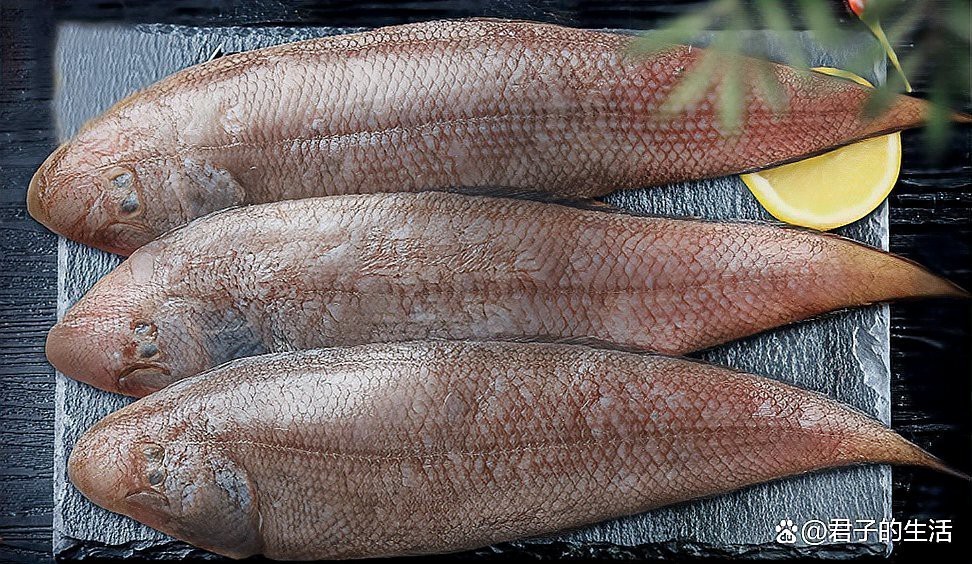多利魚和巴沙魚區(qū)別【多利魚與巴沙魚的區(qū)別】