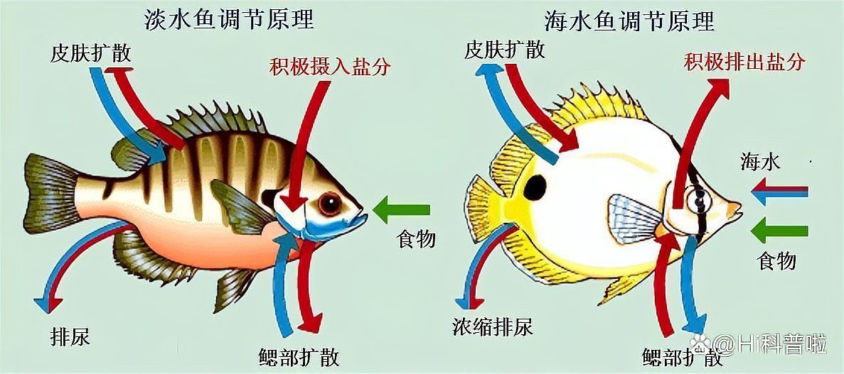 淡水魚到了海里會死嗎【淡水魚到了海里會死嗎？】