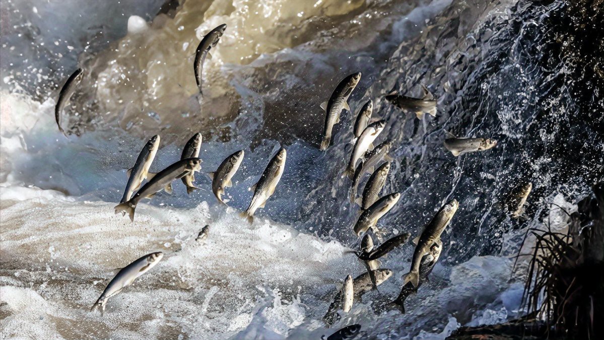 淡水魚到了海里會死嗎【淡水魚到了海里會死嗎？】