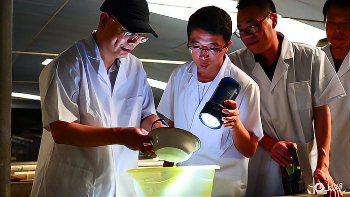 刀魚能人工養殖嗎【上觀新聞，刀魚能人工養殖嗎】