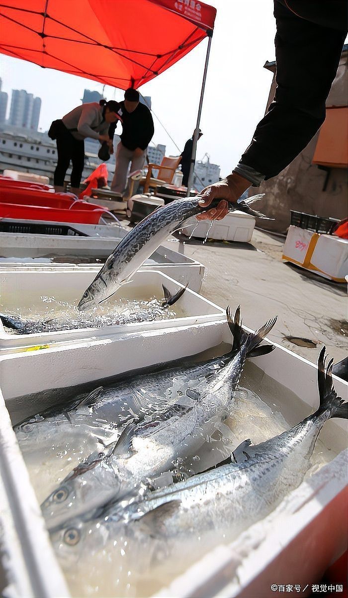 刀魚能人工養殖嗎【上觀新聞，刀魚能人工養殖嗎】