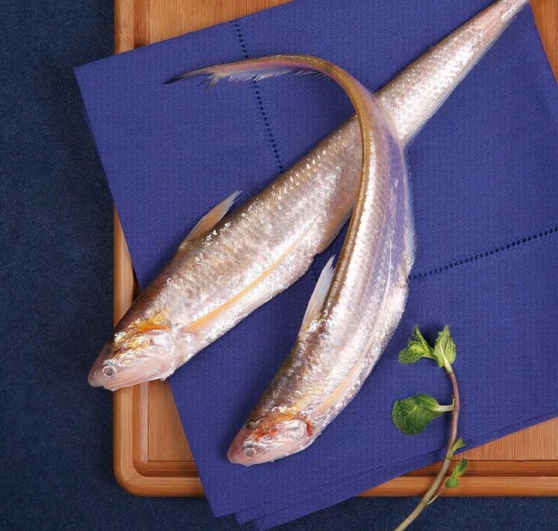 刀魚能人工養殖嗎【上觀新聞，刀魚能人工養殖嗎】